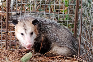 Opossum Removal
